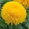  Chrysanthemums 